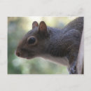 Search for herbivorous postcards Nature