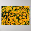 Search for yellow daisies posters Flowers
