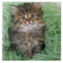Search for kittens tiles Animal