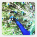 Search for peacocks stickers Green