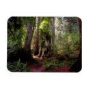 Search for sequoia magnets Woodland