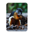 Search for borneo magnets Indonesia