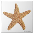 Search for ocean life tiles Animal