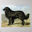 Search for newfoundland dog posters Black