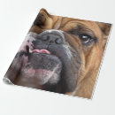 Search for english bulldog wrapping paper Animals
