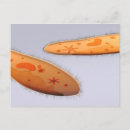 Search for microb postcards Protozoa