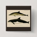 Search for mammals badges Dolphins