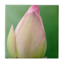 Search for water lily flower tiles Botany