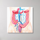 Search for abdominal art Biology
