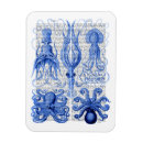 Search for octopus magnets Contemporary