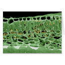 Search for chloroplast Close up view
