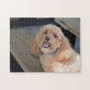 Search for dog breeds puzzles Doggy