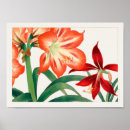 Search for amaryllis posters Plants