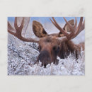 Search for grand teton mountains postcards Snow
