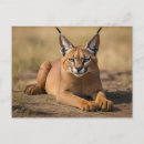 Search for savanna postcards Wildlife