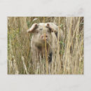Search for spotty postcards Animals