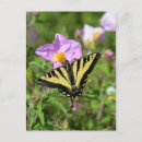 Search for swallowtail postcards Pink