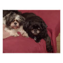 Search for lounge posters Dogs