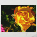Search for rose image flyers Chic