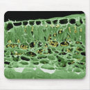 Search for false mousepads Electron micrography