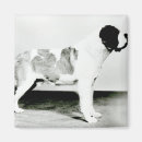 Search for st bernard magnets Dog