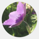 Search for anemones stickers Botanical