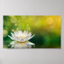 Search for white lotus flower posters Nature