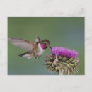 Search for broad tailed Purple