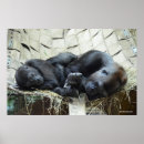 Search for infant posters Animals