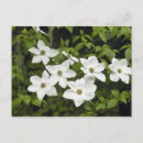 Search for pacific postcards White