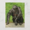 Search for funny chimpanzee postcards Chimps