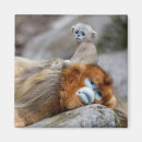Search for monkey photo magnets Cute animals