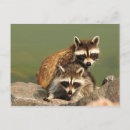 Search for bandit postcards Cute