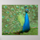 Search for strut posters Feathers