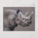 Search for rhinos African wildlife