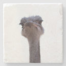 Search for ostrich barware Birds