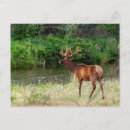 Search for danita delimont postcards Montana