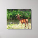 Search for danita delimont canvas prints Bull