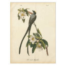 Search for flycatcher Vintage