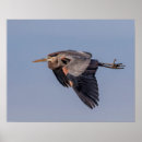 Search for great blue posters Wildlife