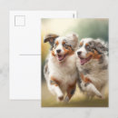 Search for aussie shepherd postcards Dog