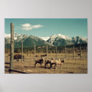 Search for buffalo mountain posters Wildlife