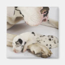 Search for harlequin great dane Animal