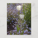 Search for two tulips postcards Flower