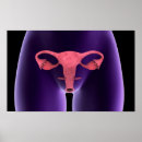 Search for female reproduction posters Gonad