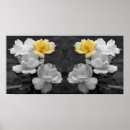 Search for black and white rose photography posters Floral