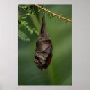 Search for bats posters Green