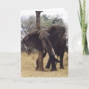 Search for scratch cards Animal