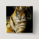 Search for tiger eye badges Close up