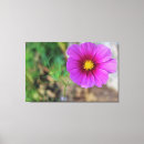 Search for inside canvas prints Stars